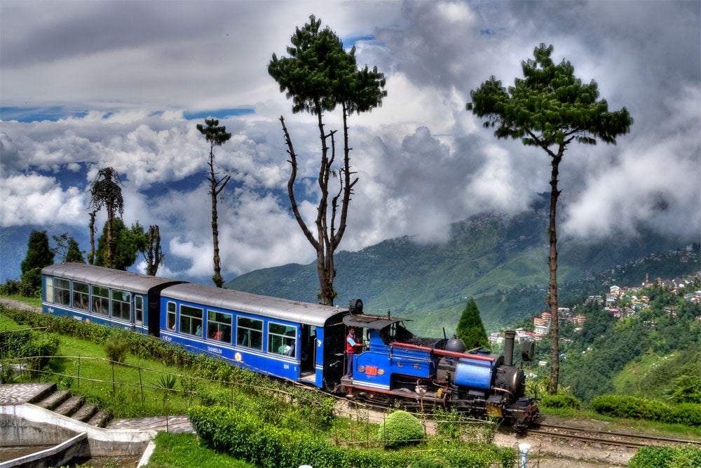 Darjeeling tea gardens