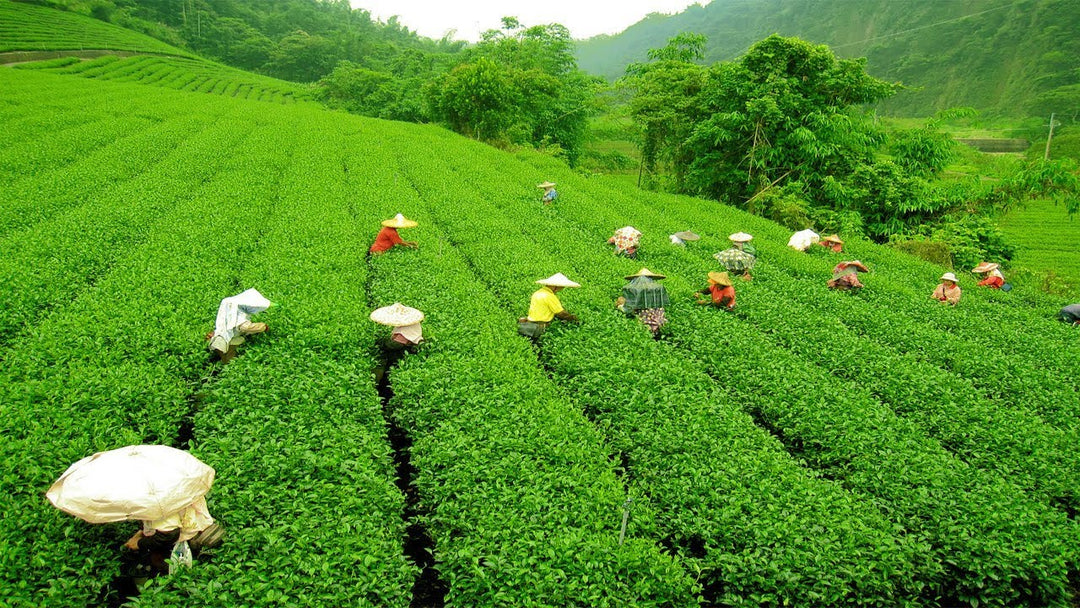 Darjeeling Tea Estate