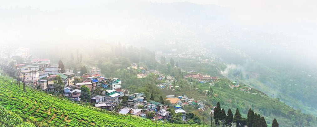 Darjeeling-Monsoon||Darjeeling Monsoon