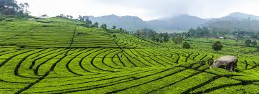 Darjeeling Tea Estates