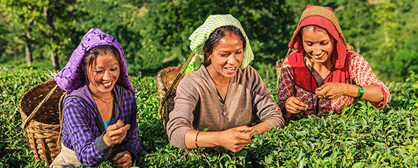 JST Website Blog Image E||Making of Organic Darjeeling Tea