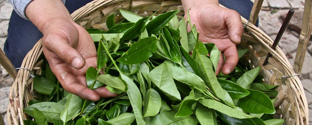 Tea Production Techniques