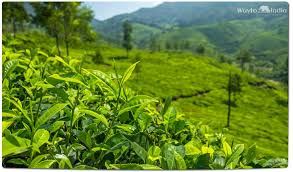 best darjeeling tea estates