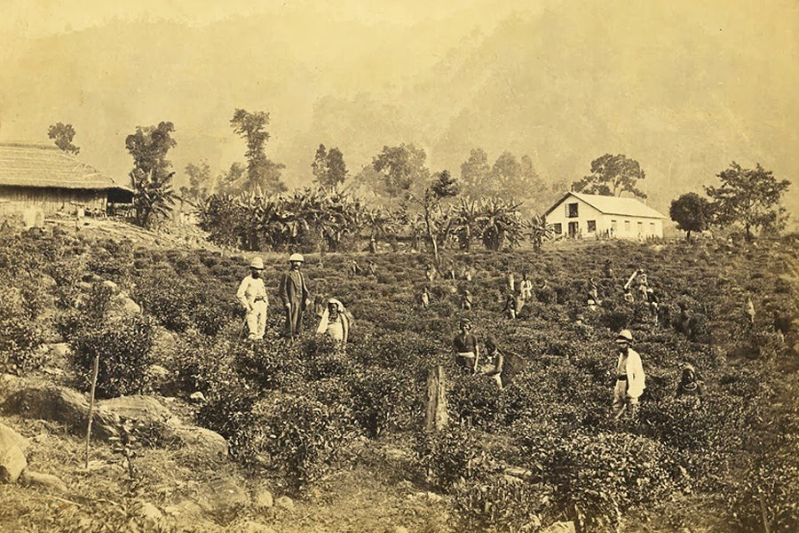 Historic Tea Garden
