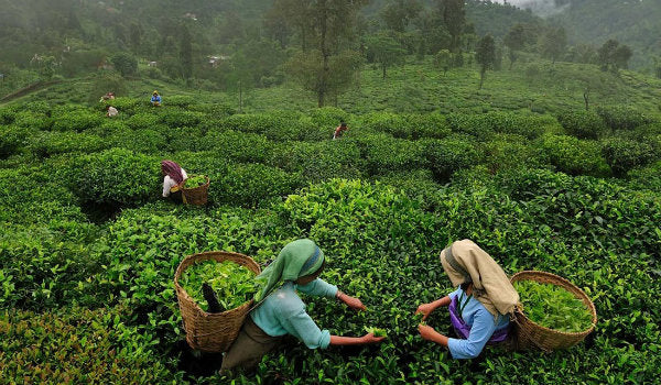 tea regions