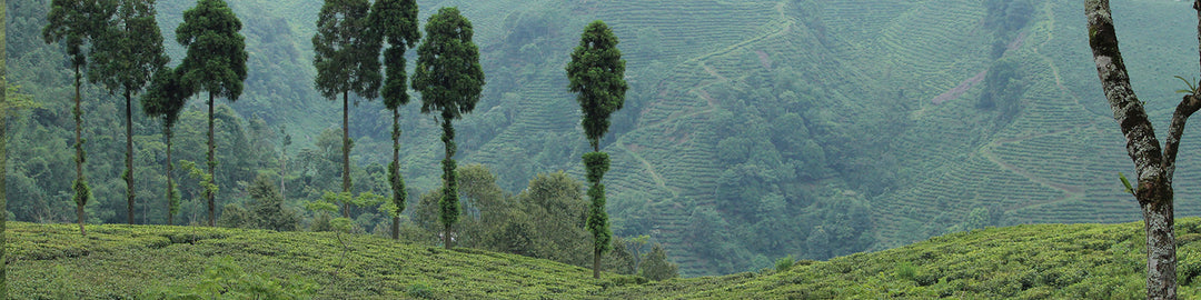 Premium Darjeeling Balasun Tea