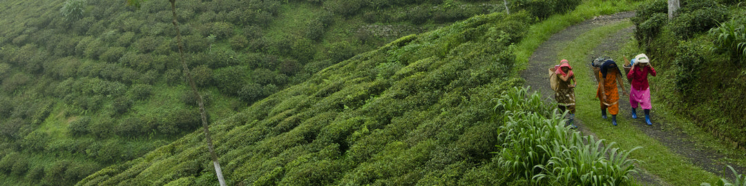 Premium Darjeeling Puttabong Tea