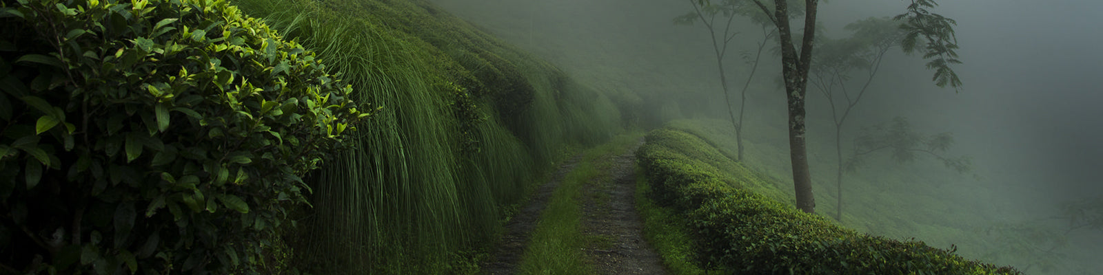 Premium Darjeeling Risheehat Tea