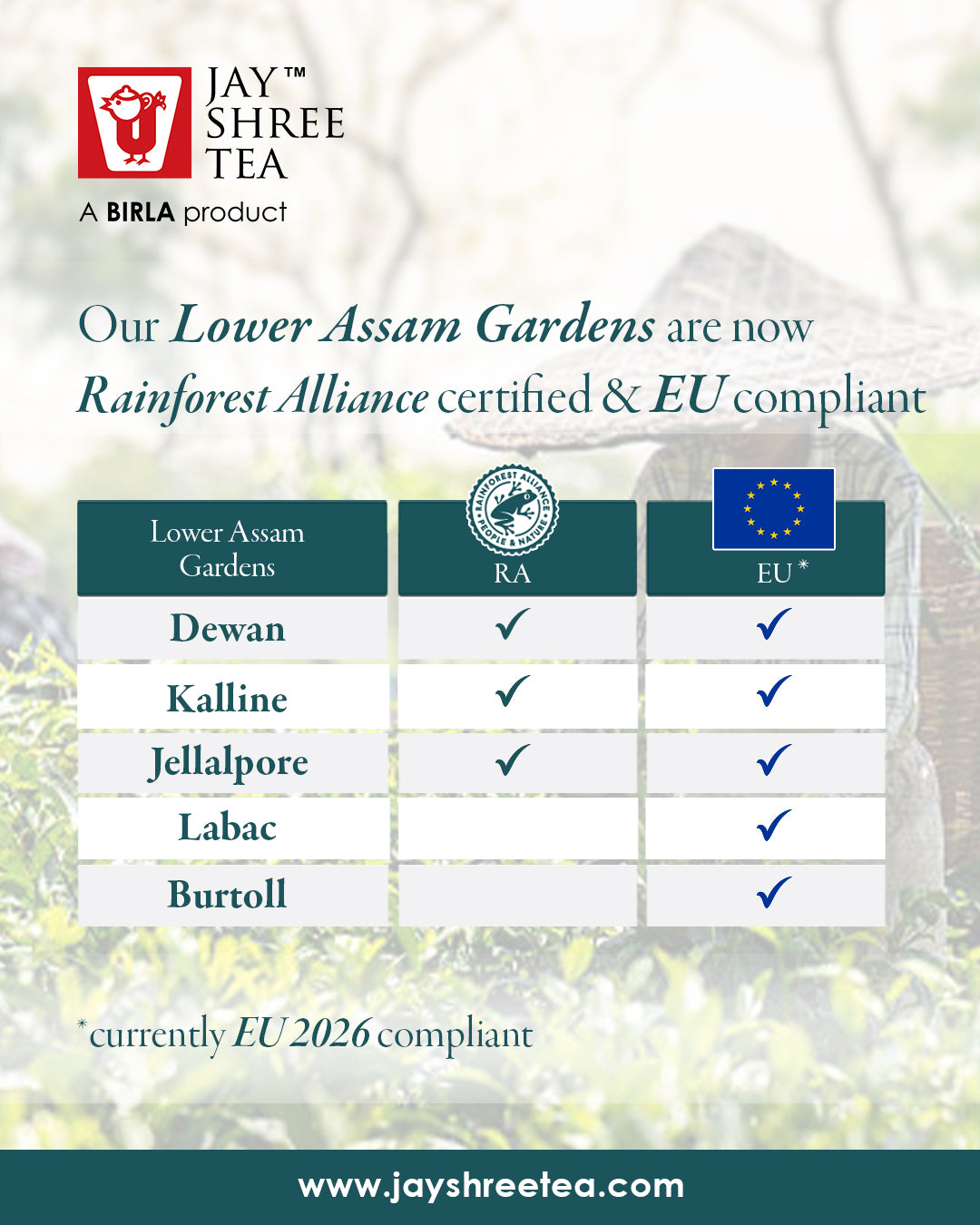 Assam Kalline Gold - Broken Orange Pekoe Monsoon Flush CTC 2025