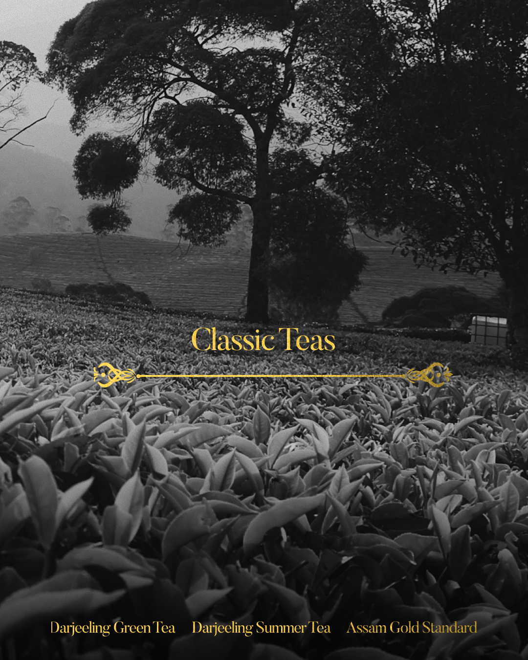 Planter's Reserve Gift Set | Classic