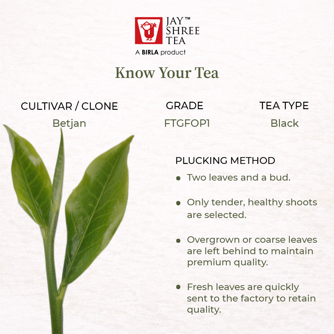 Mangalam A Vintage Classic Second Flush 2026 – Signature Assam Tea