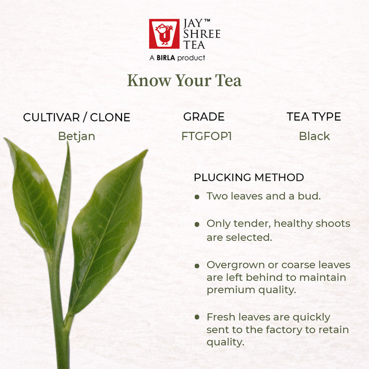 Mangalam A Vintage Classic Second Flush 2026 – Signature Assam Tea