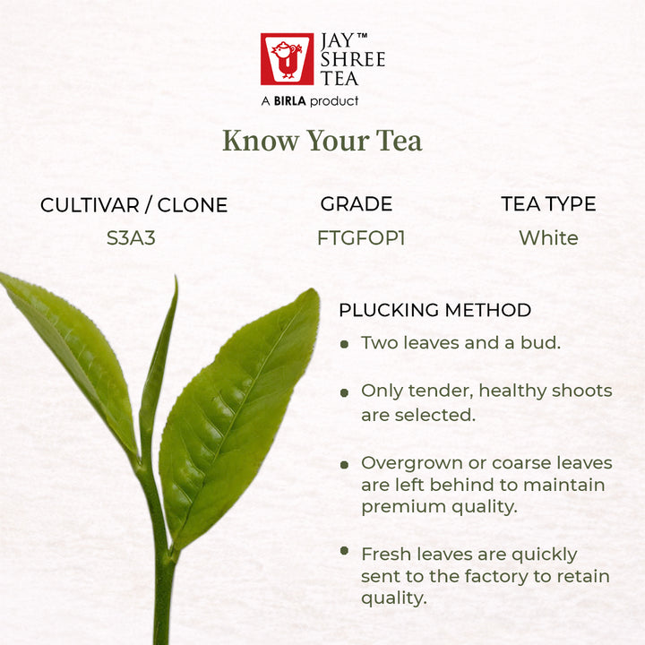 Mangalam Yue Guang Bai Styled White Tea  Second Flush 2026 – Signature Assam White Tea
