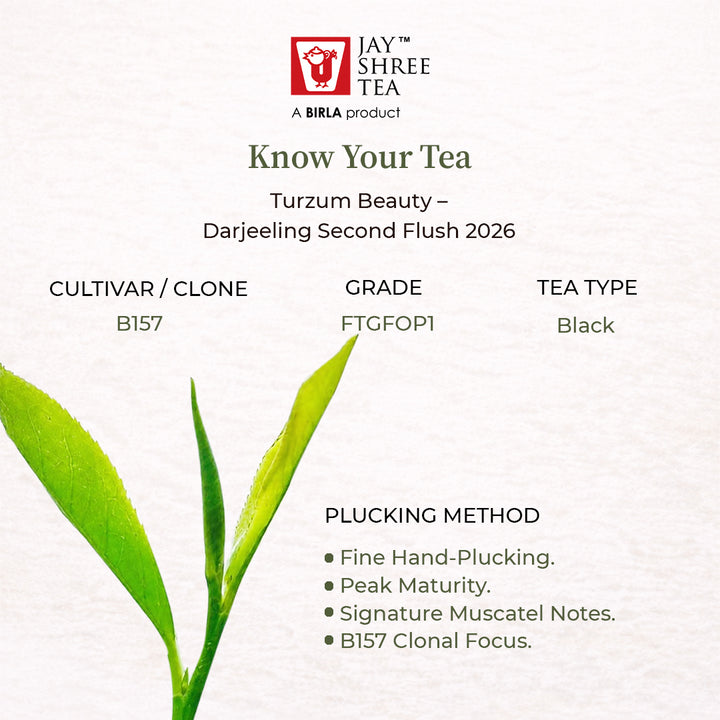 Turzum Beauty Signature Harvest – Darjeeling Second Flush 2026