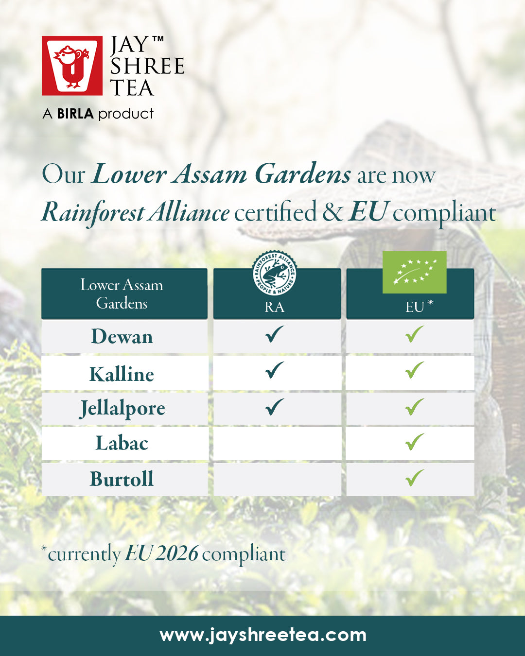 Assam Kalline Gold Second Flush  CTC Tea 2025